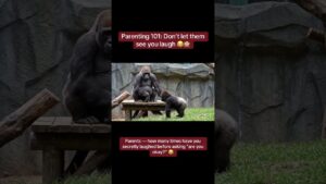 Read more about the article Every parent knows the rule:never let them see you laugh